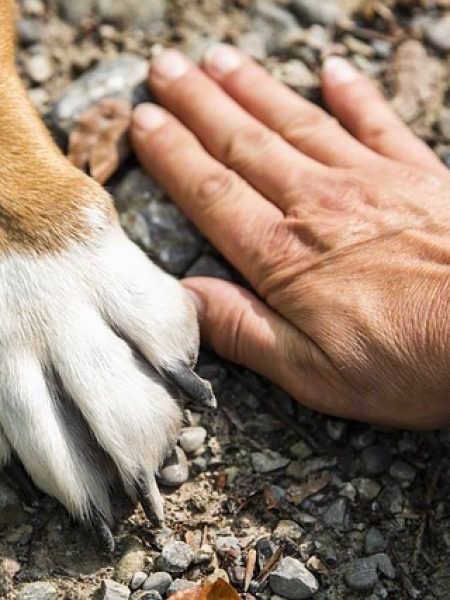 marketing negocios del bienestar animal