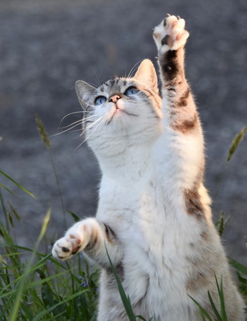 marketing para terapeutas felinos